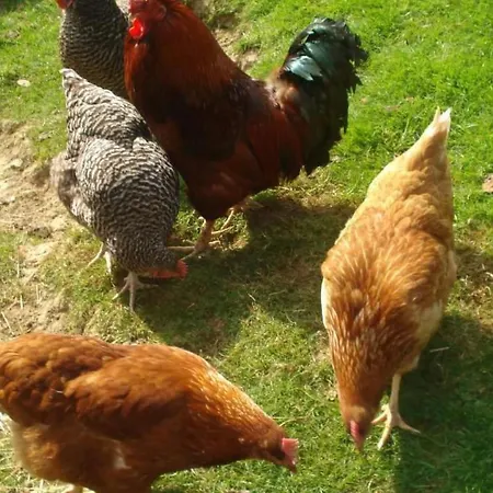 Burehof Waltrigen By Interhome *