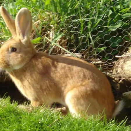 Burehof Waltrigen By Interhome Appartement *