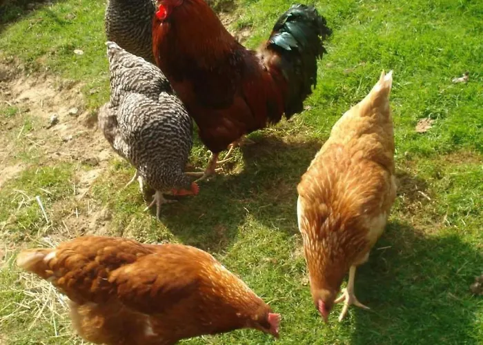 Burehof Waltrigen By Interhome *