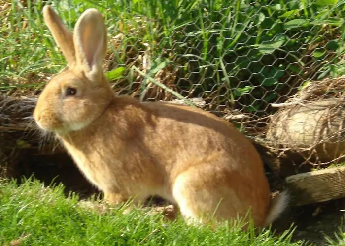 Burehof Waltrigen By Interhome Appartement *