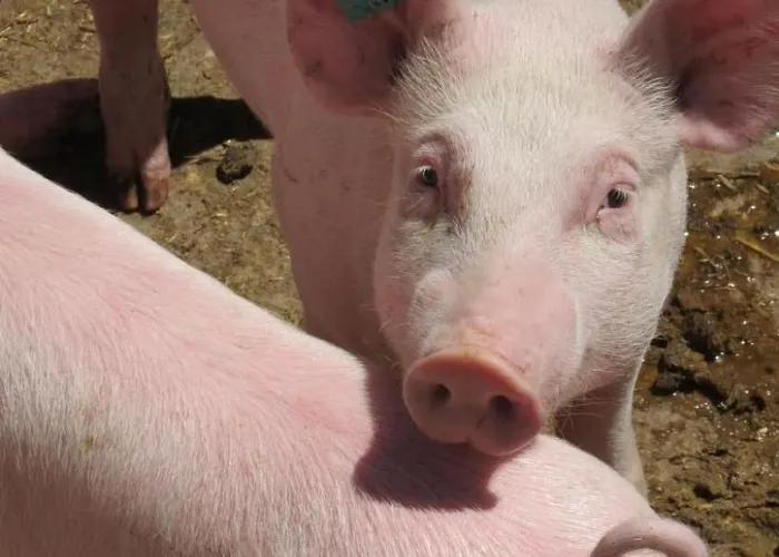 Burehof Waltrigen By Interhome Hausernmoos